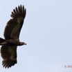 084 LOANGO 2 Tassi le Bungalow Principal Oiseau Aves Palmiste Africain Gypohierax angolensis Juvenile en Vol 15E5K3IMG_106425wtmk.jpg